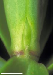 Veronica cockayneana. Leaf bud with acute sinus. Scale = 1 mm.
 Image: W.M. Malcolm © Te Papa CC-BY-NC 3.0 NZ